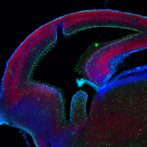 Cellular & Molecular Neuroscience image