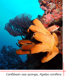 photo of Caribbean sea sponge, Agelas conifera
