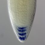 Arabidopsis root