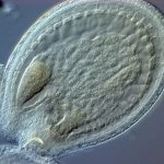 Arabidopsis embryo