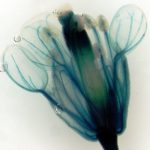 Arabidospis flower