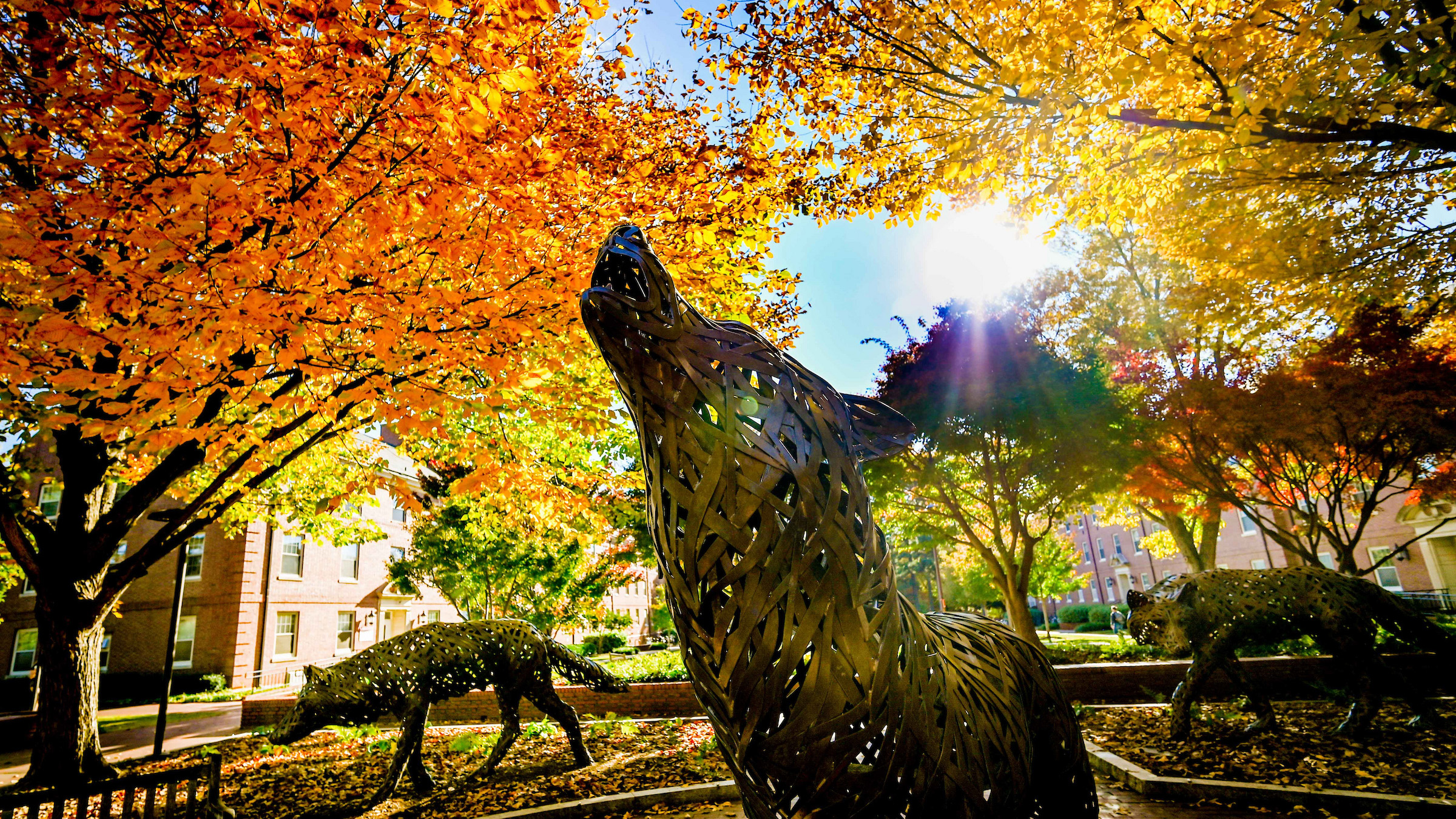 Afternoon sunlight streams through the fall foliage at Wolf Plaza. Photo by Becky Kirkland.