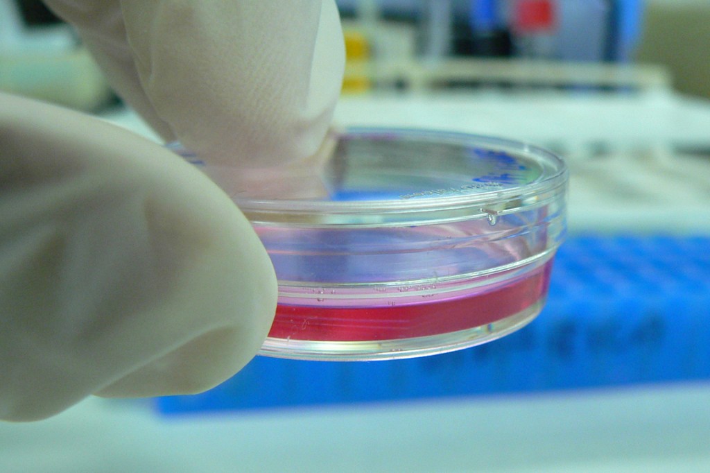 Cell cultures are commonly used to examine the 
