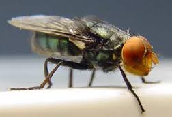 Many successful eradications such as the screwworm (cochliomyia) eradication form the United States have been performed with insects. While not a genetic engineering approach their is still value in learning about insect eradications.