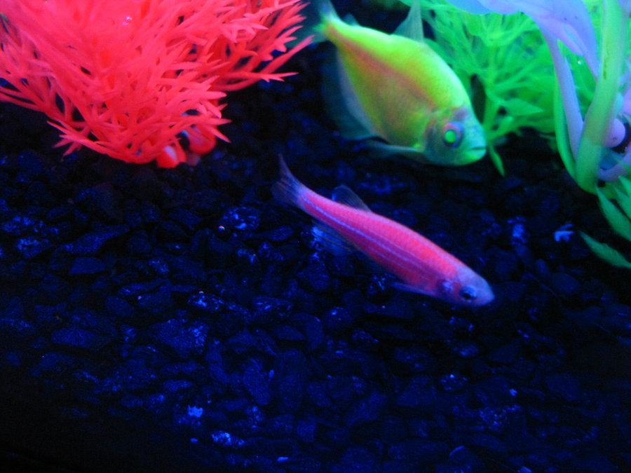 Glo fish are a genetically modified pet common in many pet stores. Photo By: Jo Walters