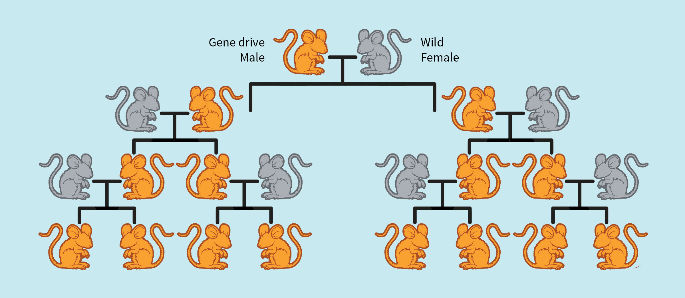 how gene drives work