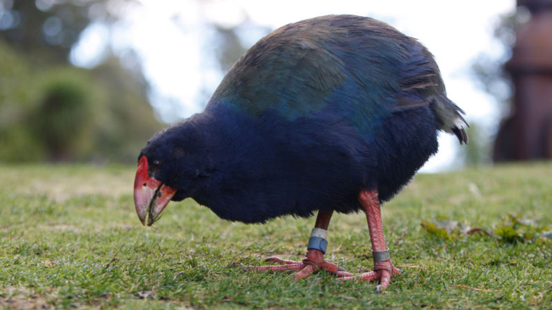 A Takahe, a native New Zealand flightless bird which is threatened with extinction, seeks out food at the Zealandia wildlife sanctuary in Wellington, New Zealand. Source: Gizmodo