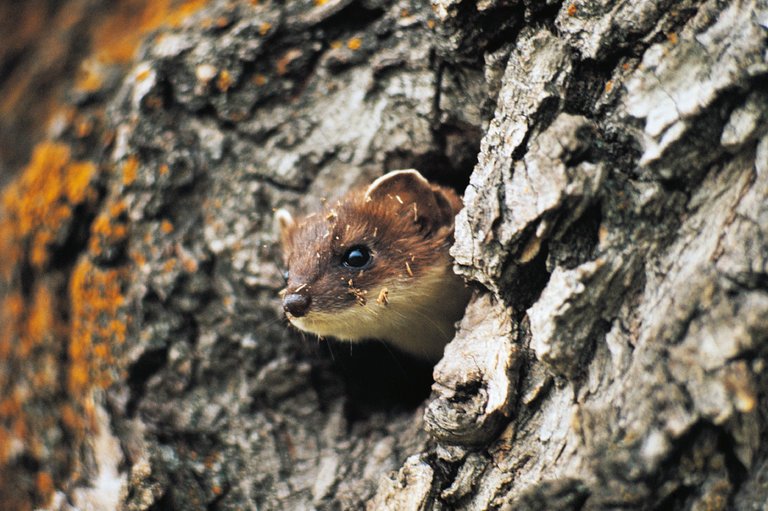 The short-tailed weasel, or stoat, decimated native bird populations after it was introduced to New Zealand. Altering the genes of invasive animals might save threatened species, scientists said, but could also have devastating consequences." Credit: DeAgostini, via Getty Images