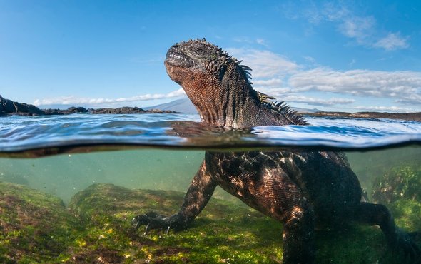 Marine iguanas of the Galápagos are vulnerable to feral cats and other invasive predators. Credit: Tui de Roy, Scientific American