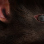 close-up of rat with genetic code reflected in eye