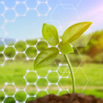 Image of seedling in the field with molecular background
