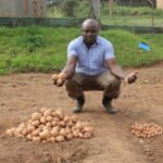 Photo of farmer by two piles of potatos - on the left, larger GM potatos, and on the right, smaller farmer preferred variety.