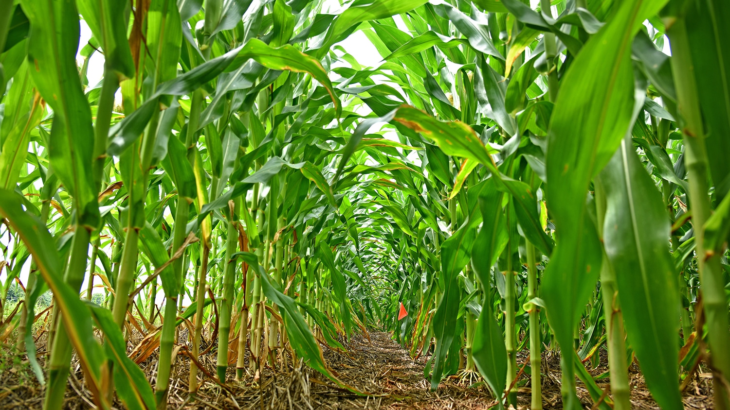 Photo of corn in the field