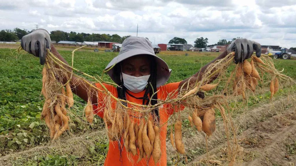 Modesta Abugu displaying a sweetpotato line with excessive secondary root development. Photo credit: Ken Pecota, NC State University.