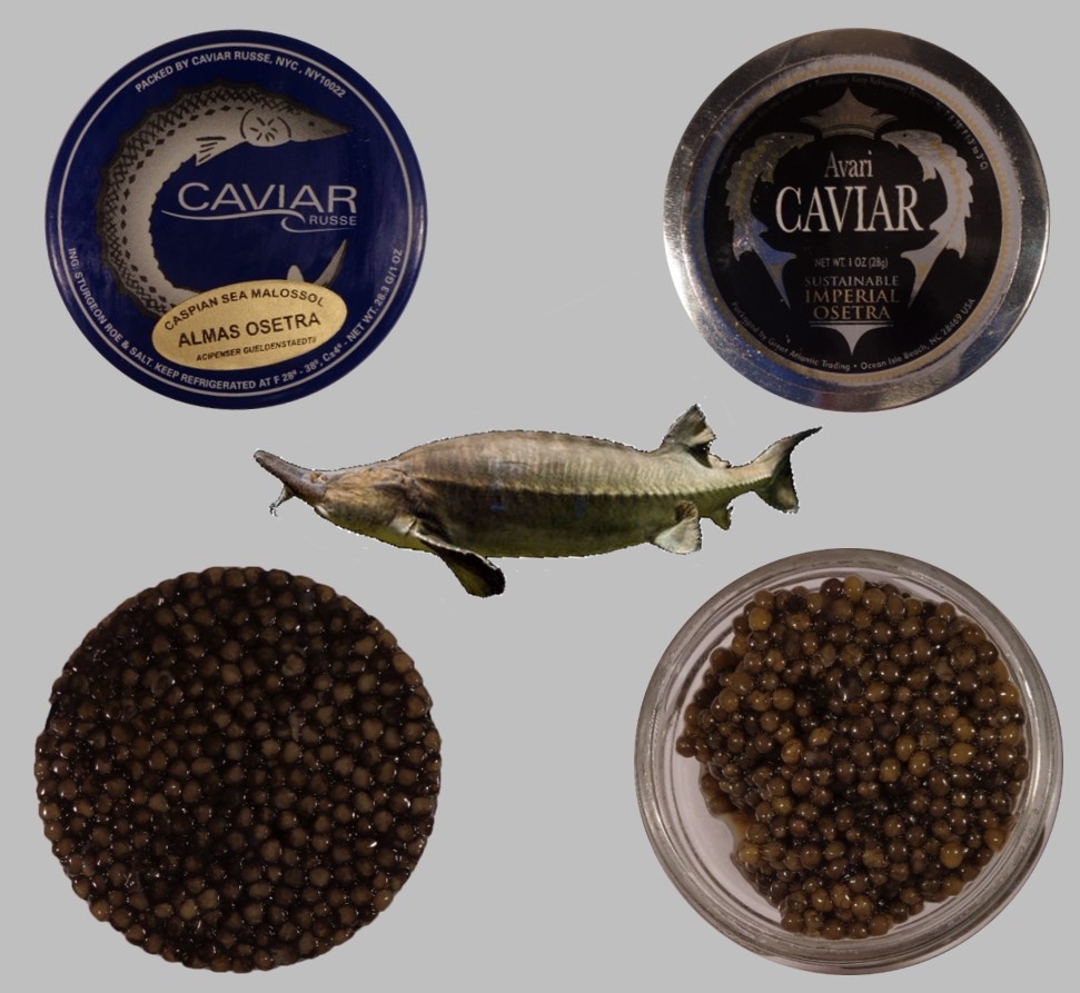 New Caviar Inspired Ecologically