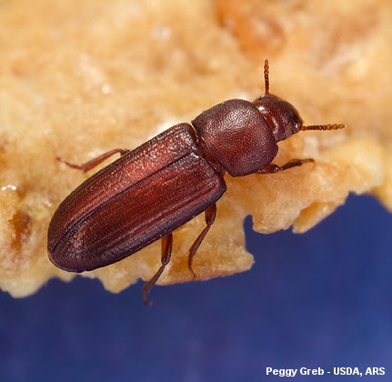 The Red Flour Beetle