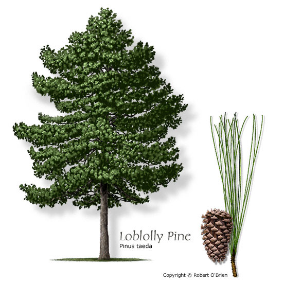Transcriptomics in Loblolly pine