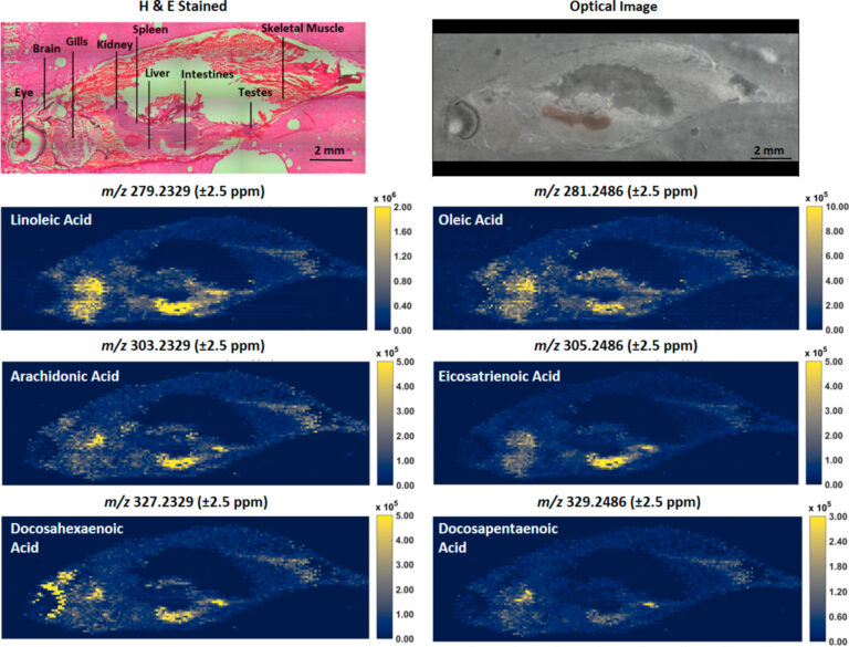 Mass Spectrometry Imaging METRIC