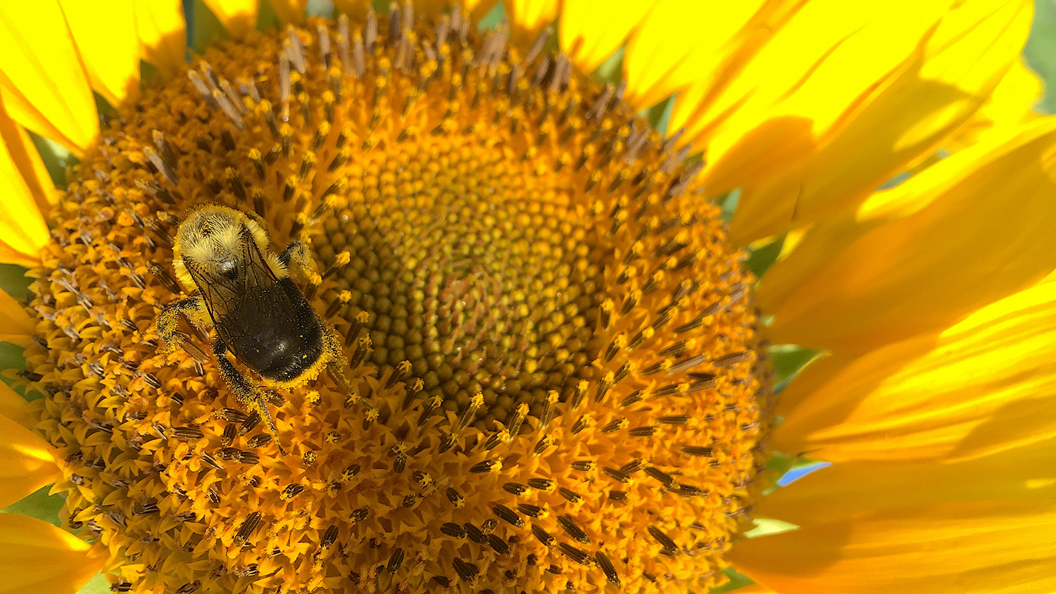 Photo of a bumble bee on a sunflower.