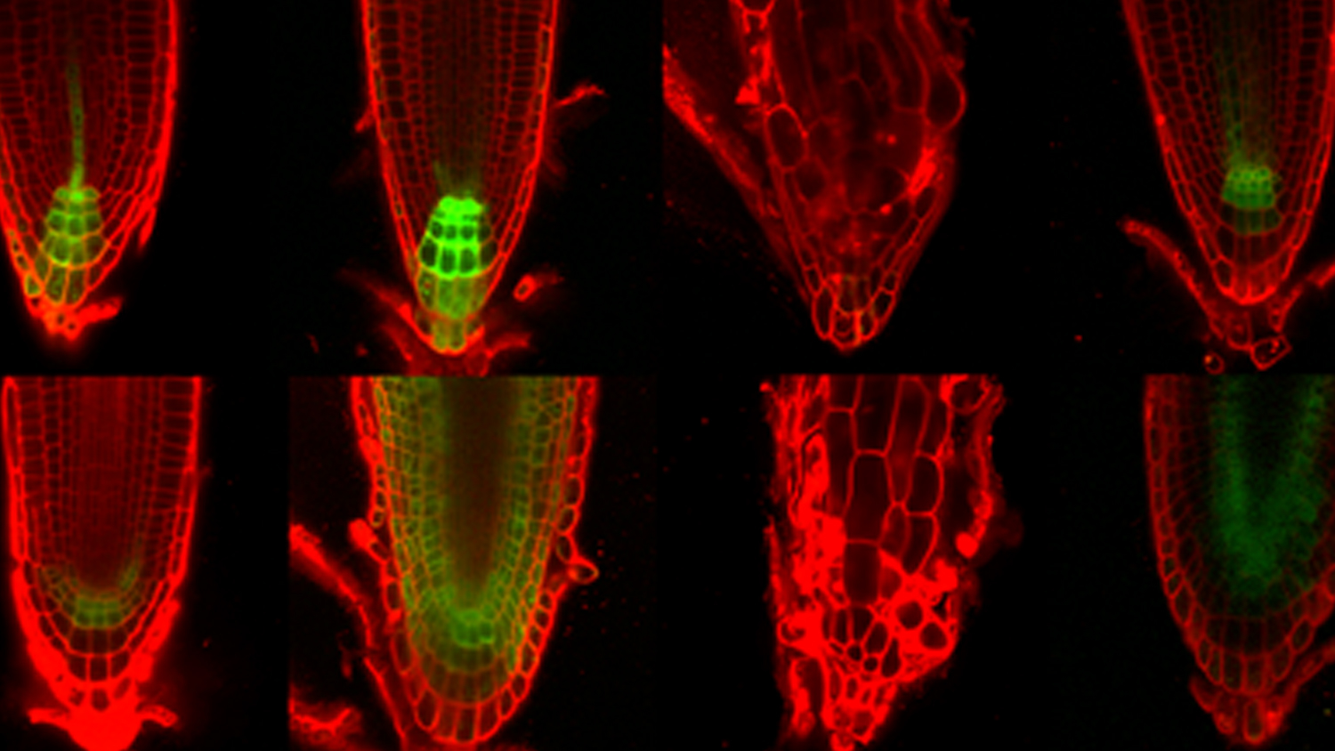Microscopy images of plant roots.