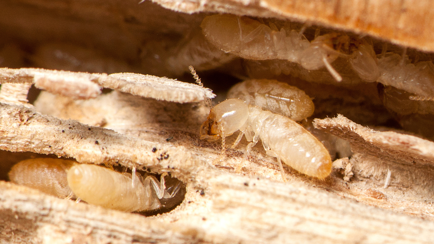 termites in wood
