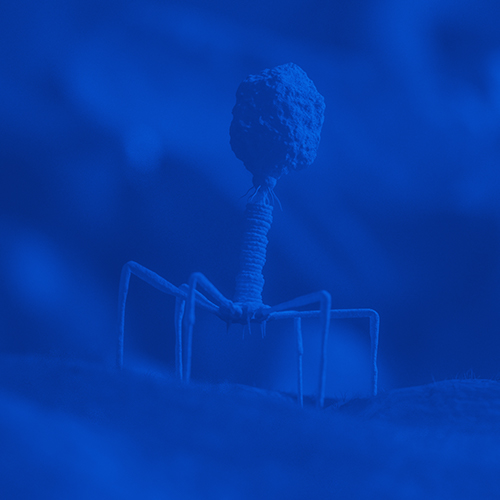 Bacteriophage image