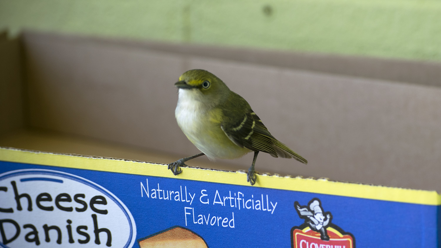 bird perching on a box