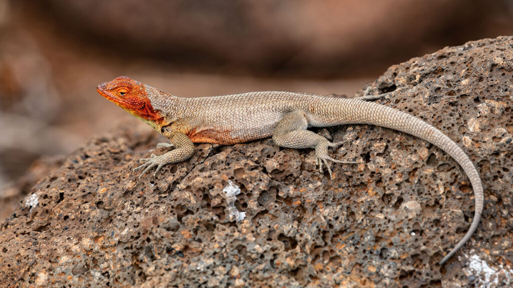 lizard in the Galapagos