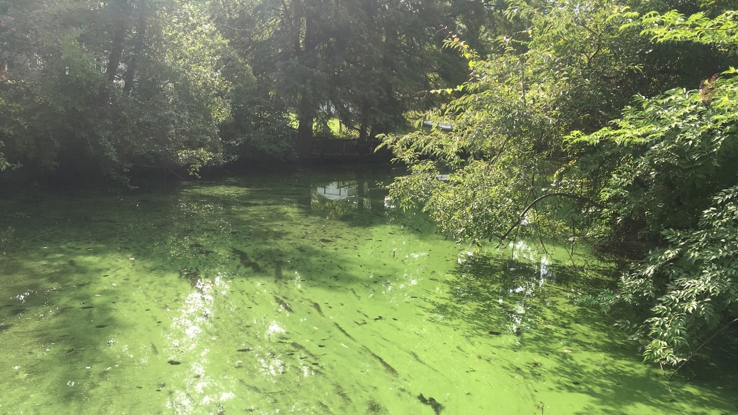 Scum-forming bloom of toxic cyanobacteria Microcystis in North Carolina coastal waters