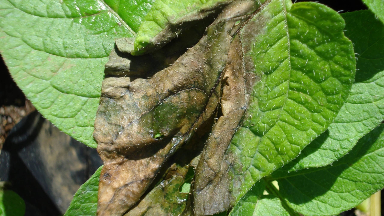 Late blight disease on potato leaf.