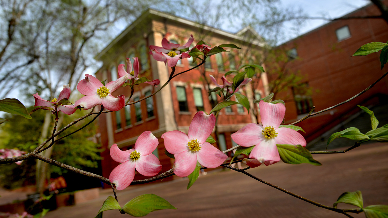 Dogwood in bloom outside Winston Hall.