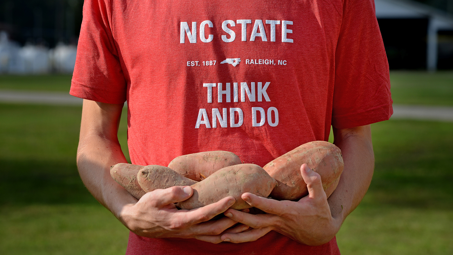 a person wearing a red shirt holds several sweet potatoes