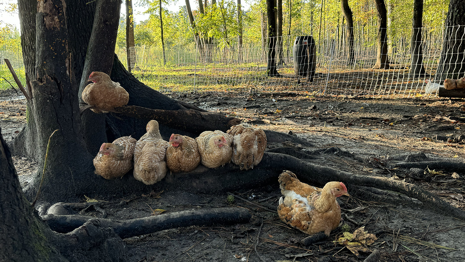 a group of chickens sit outside under a tree