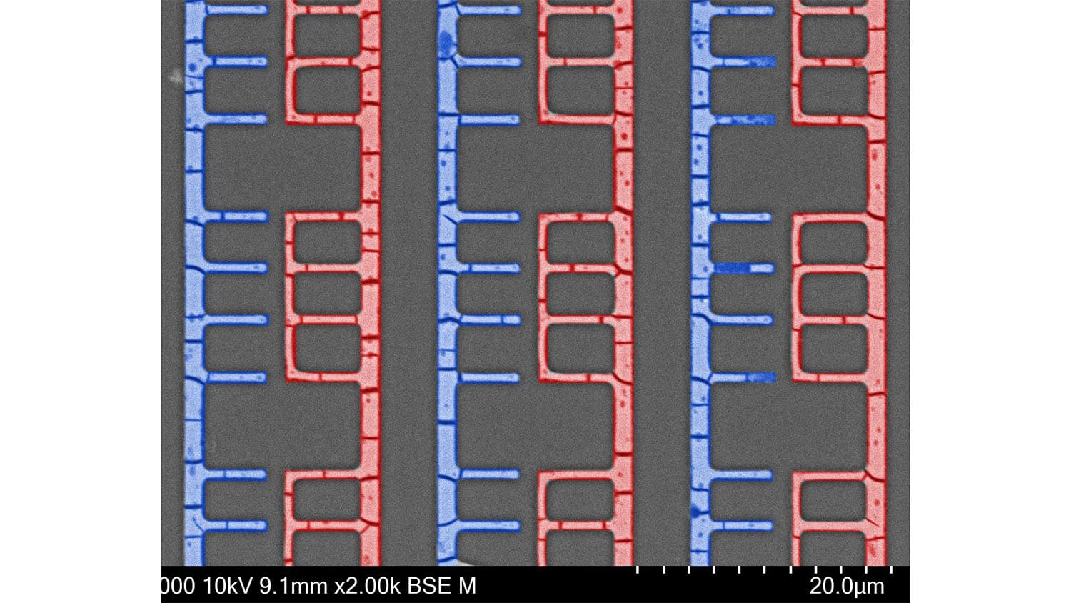 micrograph image shows detailed microscale structure that looks like branches. some are colored red or blue to provide contrast.