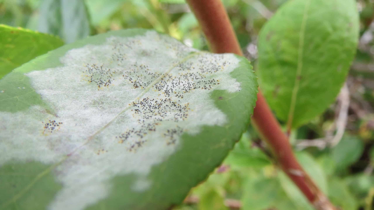 Powdery mildew on a blueberry plant.