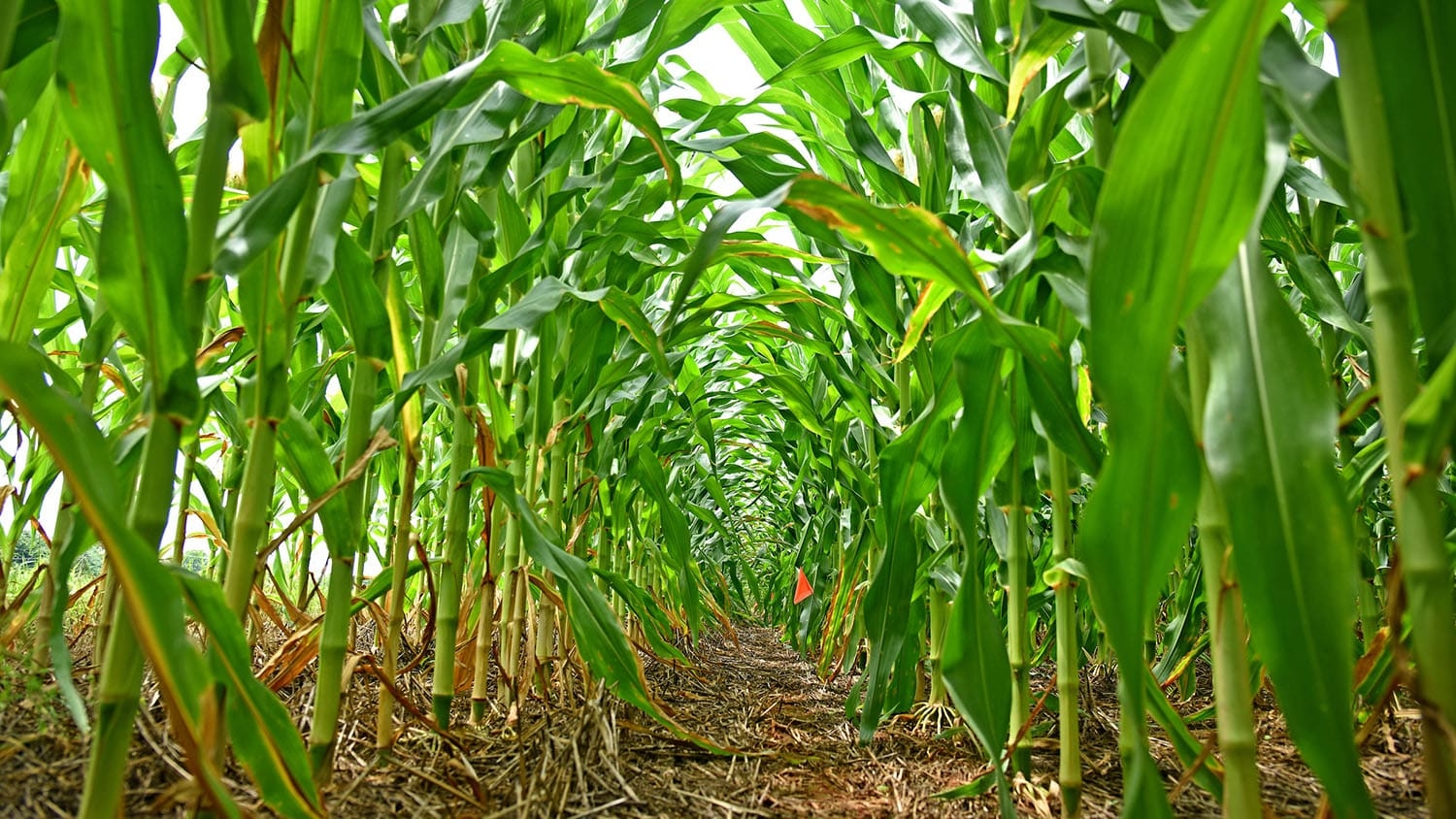 neatly planted rows of corn