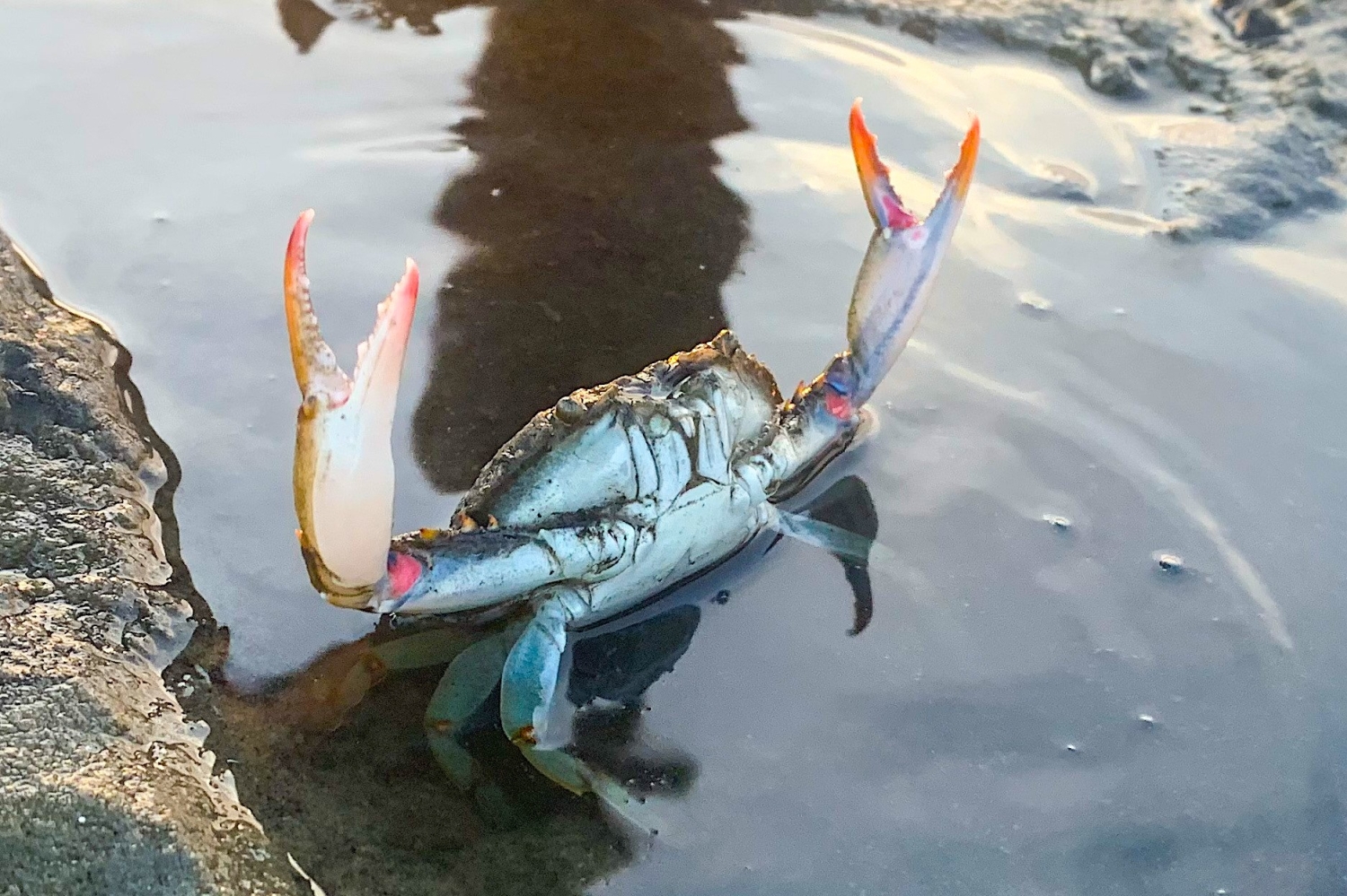 North Carolina Blue Crab.
