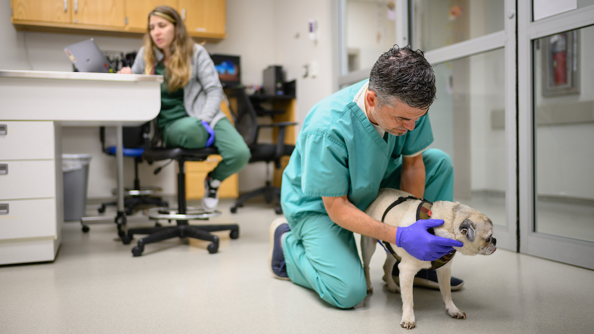 Dr. Chris Mariani in blue scrubs and purple gloves kneels behind a white dog and examines him.