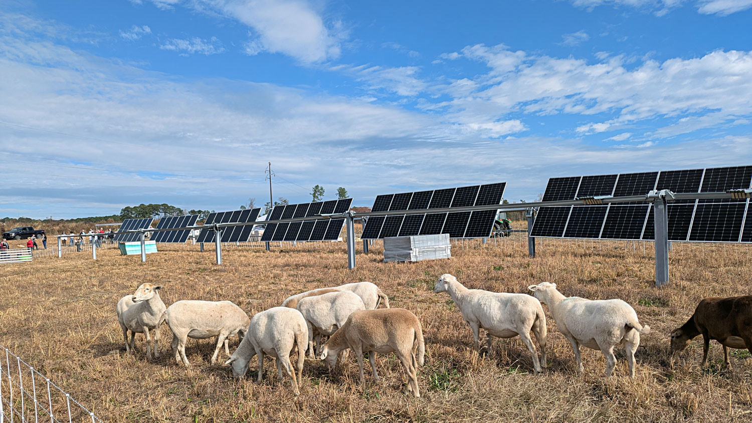 Sheep graze near solar panels with crowd in background