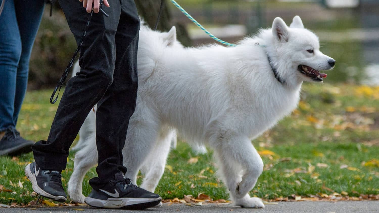 a large dog is shown in silhouette walking next to a human